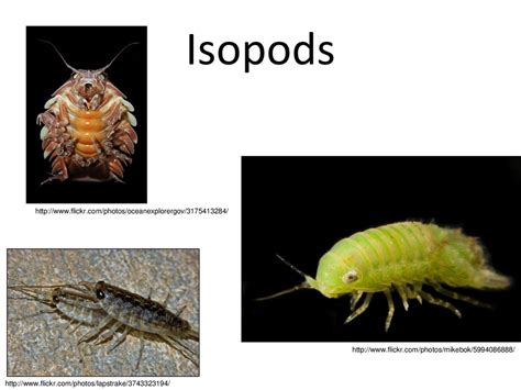 Isopod! A Tiny Armored Crusader Hiding Beneath Seaweed or Inhabiting Freshwater Depths