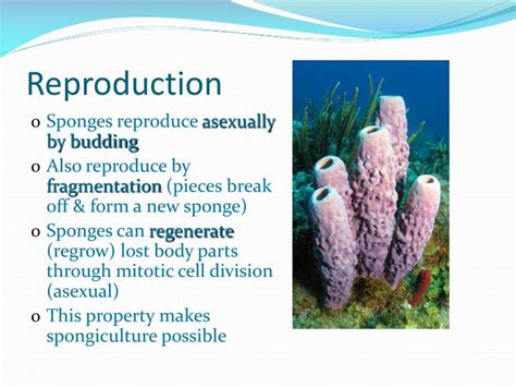  Microciona:  The Sponge That Can Regenerate Like a Superhero!