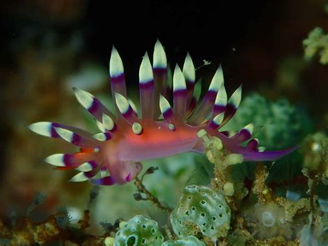  Nudibranch! A Colorful Mollusk Hiding Extraordinary Defense Mechanisms Beneath Its Striking Exterior