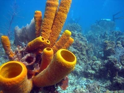  Bleeding Star! A Sponge With An Astonishing Ability To Filter Massive Amounts Of Water And Regenerate Lost Body Parts