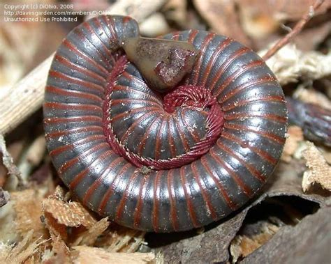   bristle millipede!  Do you know this fascinating creature that can curl into a tight ball like a delicious spring roll when threatened?