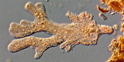  Chaoschaos! This Amoeboid Microbe That Will Surprise You With Its Unusual Feeding Habits