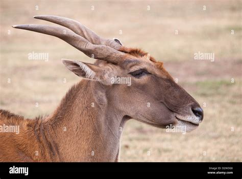  Eland!  A Majestic Herbivore Known for its Striking Spiral Horns and Gentle Nature