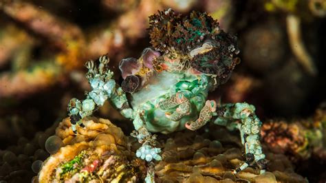  Green Sea Sponge: A Master of Disguise That Thrives on Tiny Treats!