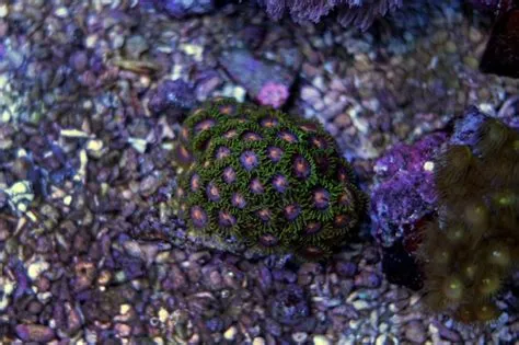  Jade Corals: Striking Soft Coral Colonies Flourishing With Colorful Polyps!