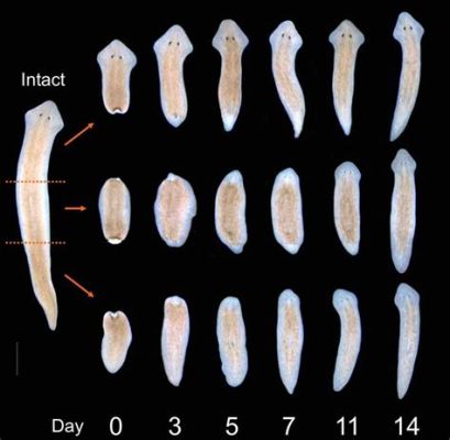  Milne-Edwards' Planarian: An Unassuming Predator With Exceptional Regenerative Capabilities! Milne-Edwards' planarians are fascinating creatures that often go unnoticed despite their abundance in freshwater habitats. These flatworms, belonging to the Turbellaria class, possess a unique set of characteristics that make them truly intriguing subjects for study. 