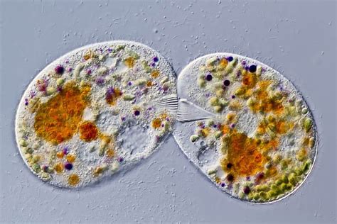  Nassula:  A Microscopic Master of Microbial Manipulation – Can This Tiny Creature Really Change Its Shape at Will?