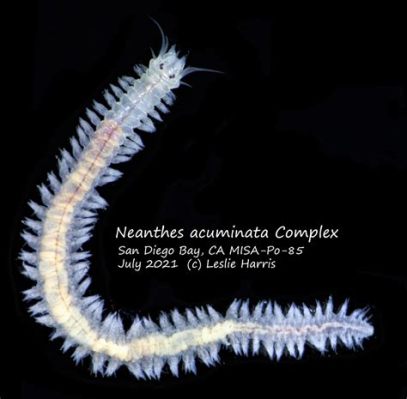  Neanthes Arenosa: A Tiny Worm That Can Dance in Mud and Build Its Own Underwater Castle!