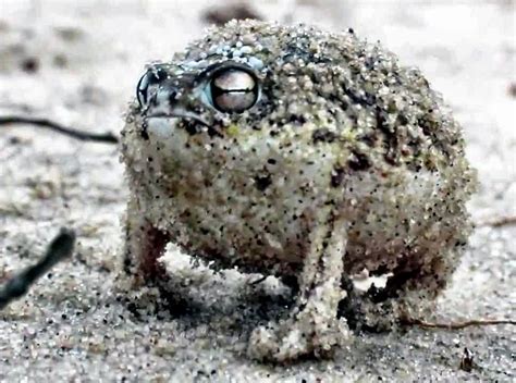  Queensand Frog: Can This Amphibian Ruler Thrive in the World’s Driest Desert?