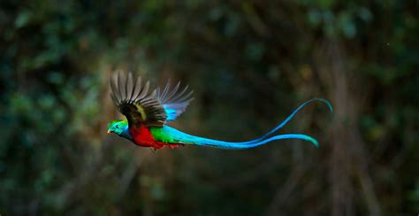 QUETZAL! นกที่มีขนสีรุ้งและเสียงร้องที่น่าตื่นตา