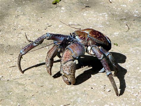   robber crab!  A Ten-Legged Tank With a Taste for Terrestrial Treasures