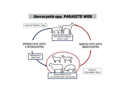  Sarcocystis! A Parasite With a Surprisingly Complex Life Cycle