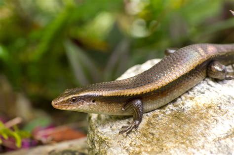  Skink!  Discover How This Speedy Scaly Creature Thrives In Diverse Habitats