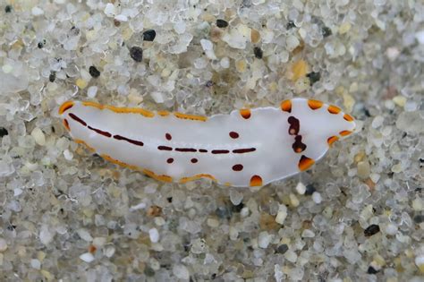  Stylochus! An Exquisite Flatworm Dwelling In Shallow Coastal Waters