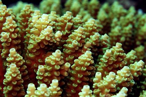  Ulcerated Coral: A Tiny Polyp with a Surprisingly Big Impact on Ocean Ecosystems! 