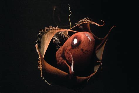  Vampire Squid: A Miniature Deep-Sea Phantom With Glowing Skin