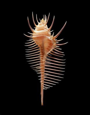  Venus Comb Murex:  A Shell So Exquisite It Could Make Poseidon Himself Jealous!