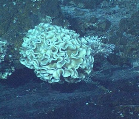  Xenophyophore!  A Single-Celled Giant That Lives In Deep Ocean Sediments