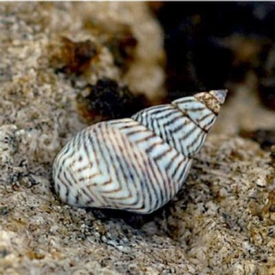  Zebra Periwinkle: A Miniature Masterpiece Hiding Amongst Rocky Shores!