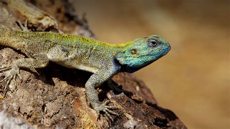  Zego  A Lizard that Likes to Lounge! Discover How This Reptile Masterfully Adapts to its Coastal Environment